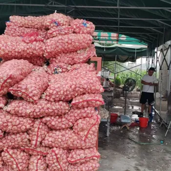 Fresh Garlic Bulbs for Cooking and Health