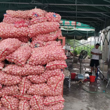 Yemek Pişirme ve Sağlık için Taze Sarımsak Soğanları