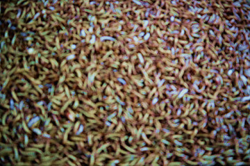 High Protein Hog Feed