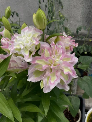 Lucky Angel Double Oriental Lily