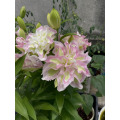 ভাগ্যবান এঞ্জেল ডাবল ওরিয়েন্টাল লিলি