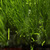 artificial football grass with green/black fibre