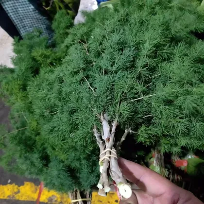 Yunnan Focusflower Wholesale Fresh Cut Flower Asparagus - Bunch of 5 Stems with Cold Chain Shipping