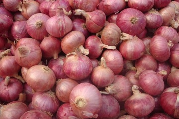 Cipolla rossa di qualità migliore Shandong