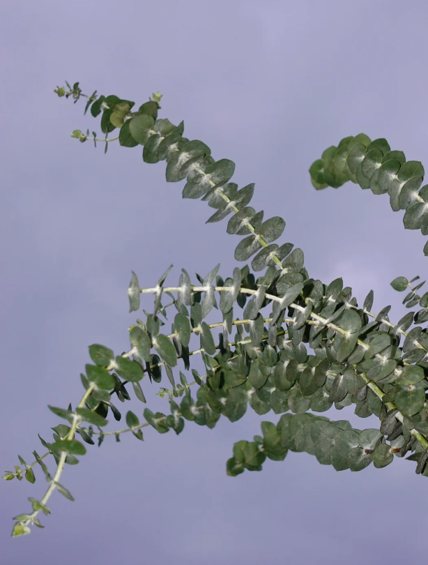 Large Leaf Eucalyptus