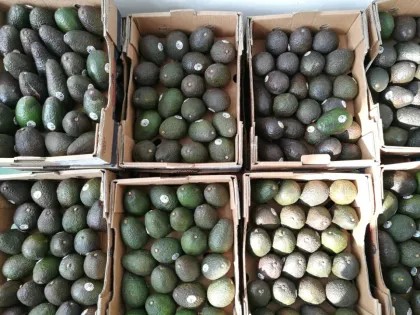 Spray Dried Avocado Fruit Powder