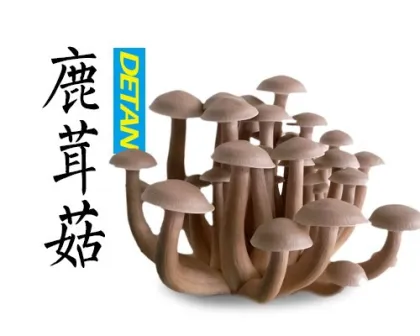 lyophyllum mushroom/ club fungi Mushrooms /coral fungi