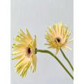 Gerbera সুইডেন স্ট্যান্ডার্ড chrysanthemum
