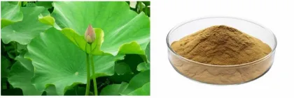 Loss weight blue lotus flower extract