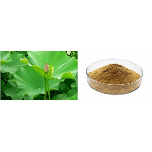 Healthy Supplements lotus leaf extract lotus leaf powder China Manufacturer