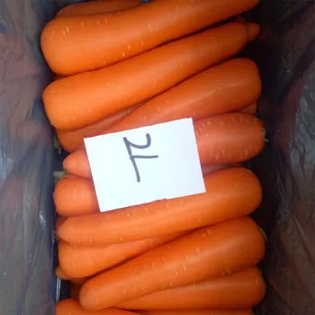 Fresh Red Carrot 2-L Size