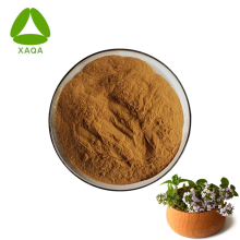 Organic Thyme Leaf Extract Thymol Powder 10:1