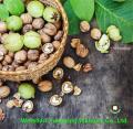 Kualiti terbaik yunnan walnut biji