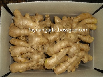 Air Dried Ginger 2020