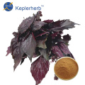 Perilla leaf Extract powder