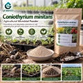 Coniothyrium minitans مسحوق ميكروبي لإدارة التصلب