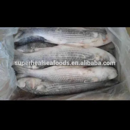Grey Mullet Gutted Fish Frozen Seafoods