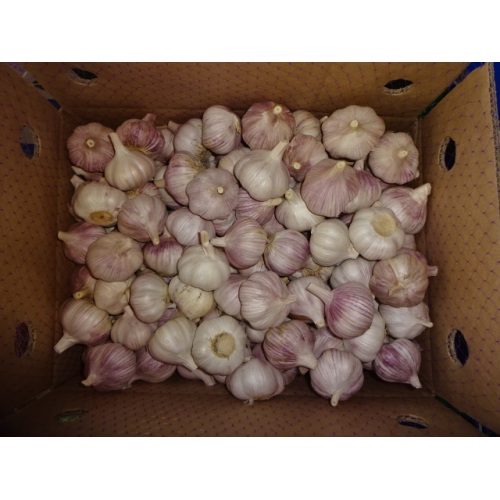 2020 New Season Normal White Garlic