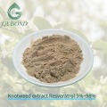 Extracto de Knotweed Fuente natural Resveratrol Nutricional