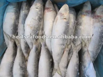 Sardine Fish