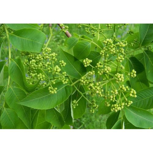 Phellodendron bark extract powder 97% (การไทเทรต)