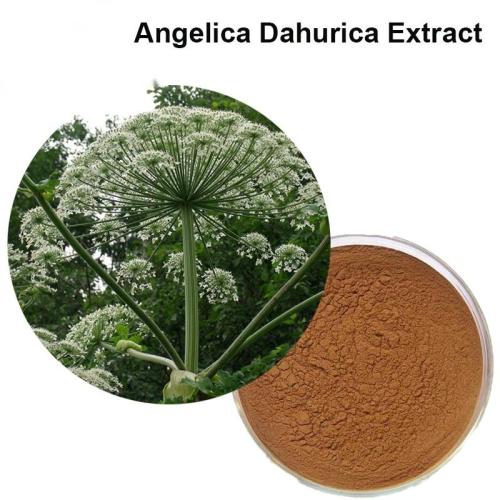 Natural Angelica Dahurica Root Extract Imperatorin Powder