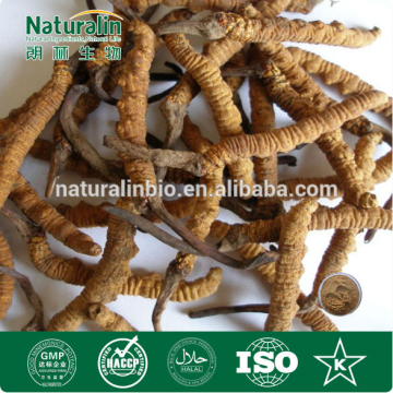 cordyceps sinensis extract 2% cordyceps