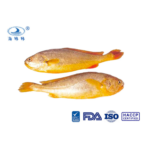 Zhoushan ນິເວດວິທະຍາ / ທະເລເລິກ Croaker ສີເຫຼືອງຂະຫນາດໃຫຍ່