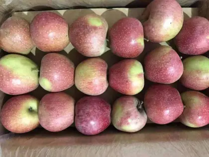 western plastic bagged qinguan