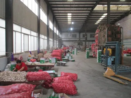 Normal Garlic From Jinxiang