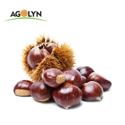 High Quality Roasted Peeled Chestnuts for Snacks