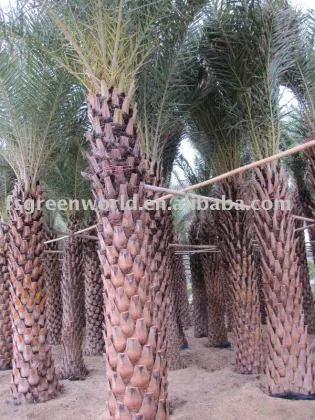 Phoenix sylvestris grown in sand