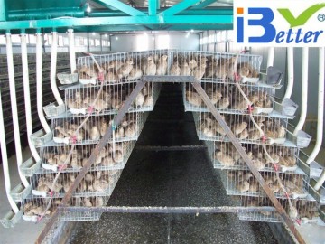 BT Factory hot-sale high quality layer quail cages for sale in poultry farm