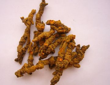 a perennial herb Heated Coptis