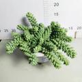 Sedum Morganianum Sedum morganianum in stock Supplier