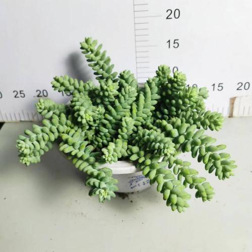 Crassulaceae Sedum Morganianum Sedum morganianum in stock Factory