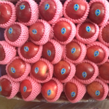 tianshui huaniu apple gansu red apple