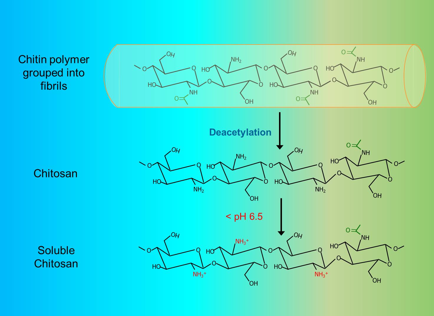 Chitosan