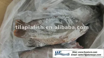 best tilapia frozen fish