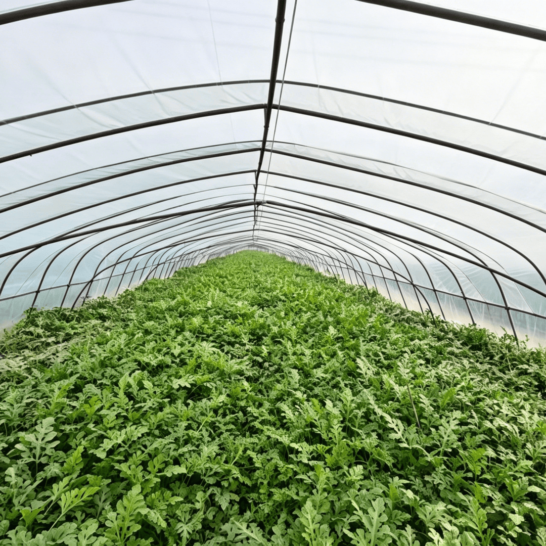 high visible light tranparency greenhouse film (1)