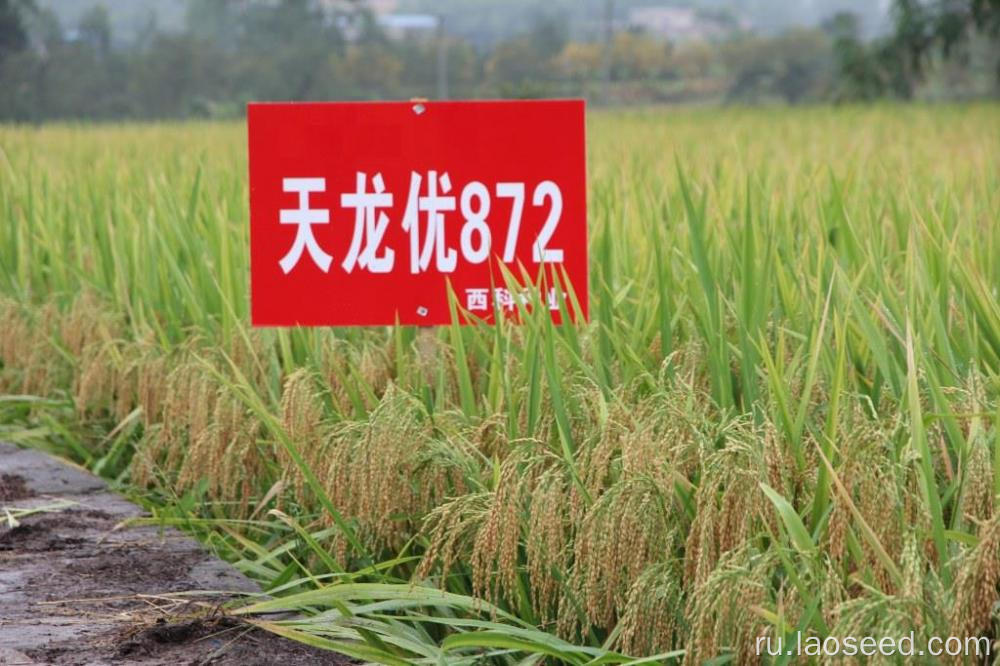 Горячая распродажа 2022 Новое семя риса