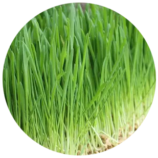 100% Pure Oat Grass Juice Powder