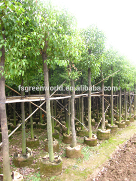 Cinnamonum camphora