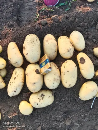 Premium Yellow Skin Yellow Flesh Potatoes