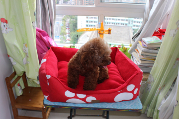 2015 Best Seller rectangle dog bed with different color