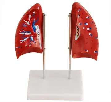 Darhmmy Anatomical Human Lung Model for Medical Science