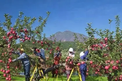 Tianshui wangrun apple round apple wholesale natural round apple