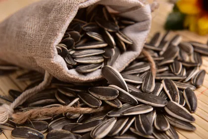 pure 361 sunflower seeds bayannur origin
