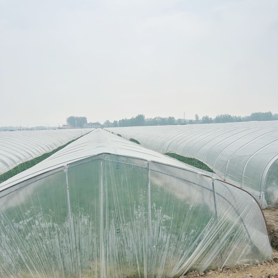 tunnel greenhouse film (5)