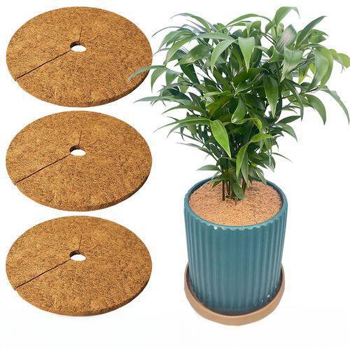 Coco Coir Fiber Tree